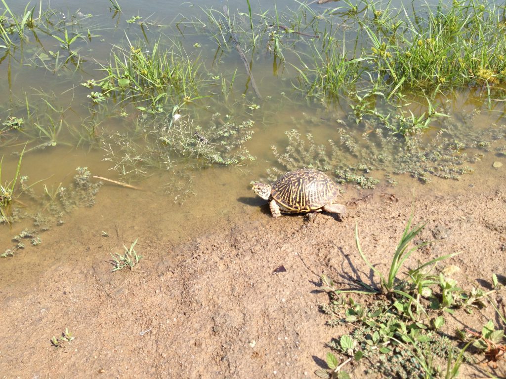 turtle-going-to-water