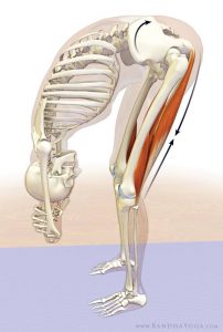 hamstring-forward-bend